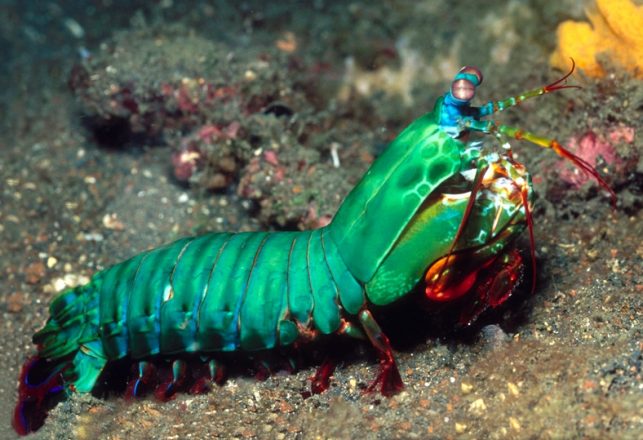 Shrimp Packs a Punch and Inspires Stronger Materials
