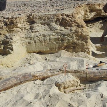 Elephant Tusk May Prove Arabian Desert Was Once All Wet