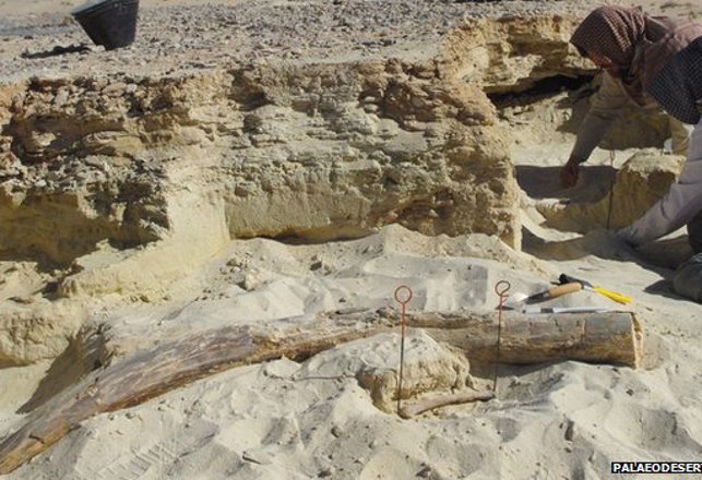 Elephant Tusk May Prove Arabian Desert Was Once All Wet