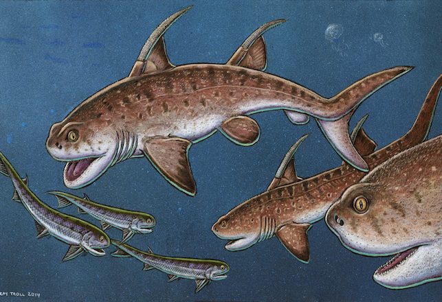 Godzilla Shark Found – Mothra Shark Next?