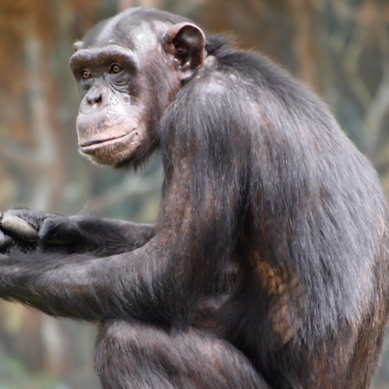 How Chimpanzees Play the Game of Thrones