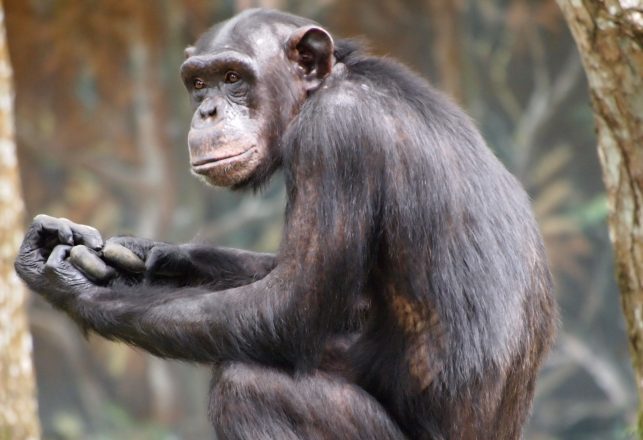 How Chimpanzees Play the Game of Thrones