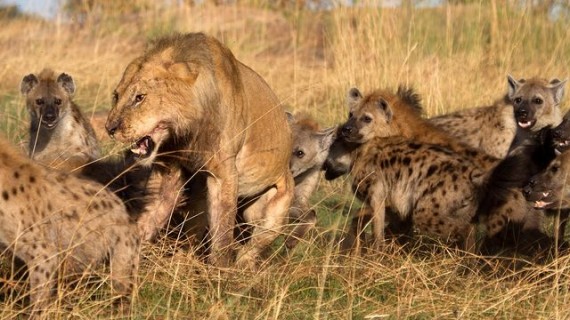 Hyenas Attack Lion 570x320