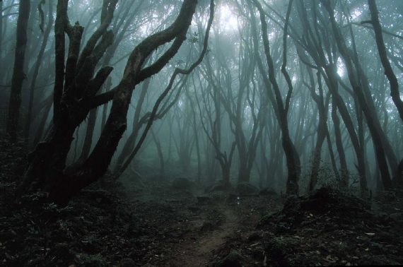 Japans-Suicide-Forest-Spirits-Of-Death-In-A-Sea-Of-Trees