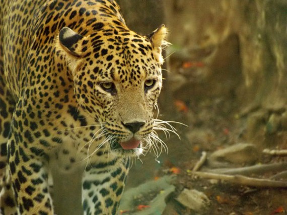 Leopard-in-Bandipur-National-Park