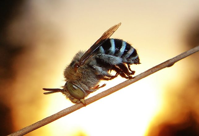 How We’re Killing the Bees