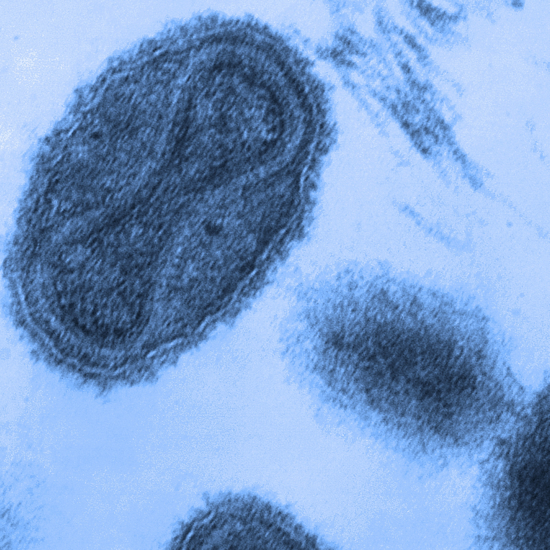 Should We Keep Smallpox Alive?