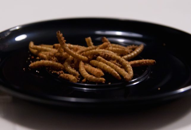 Are You Ready to Eat Insects?