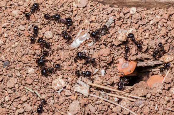 ants foraging 570x379