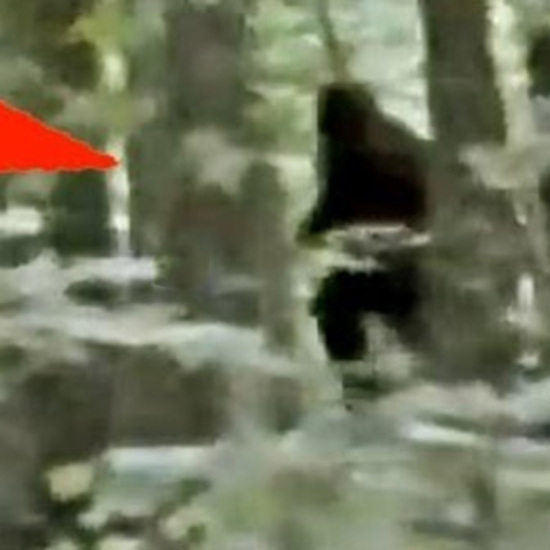 Is THIS Bigfoot, or Are We Still Waiting for “The Money Shot?”