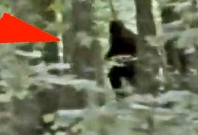 Is THIS Bigfoot, or Are We Still Waiting for “The Money Shot?”