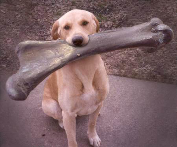 dog big bone