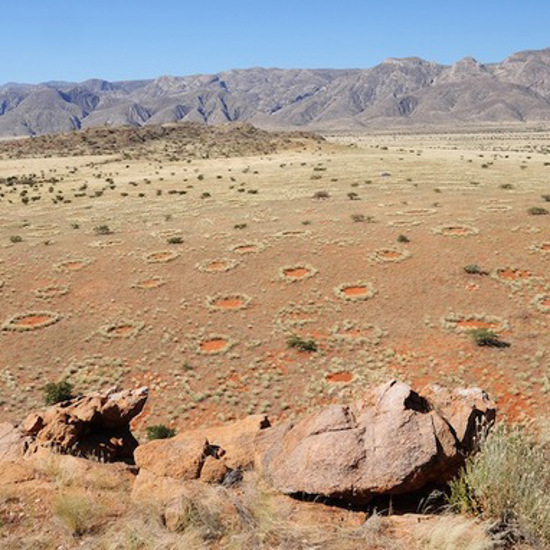 Termites Causing African Fairy Circles? It’s a Fairy Tale