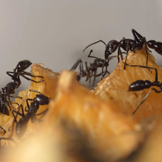Ants Respect The Wisdom of Their Elders