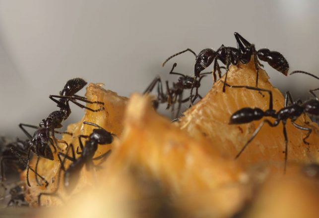 Ants Respect The Wisdom of Their Elders