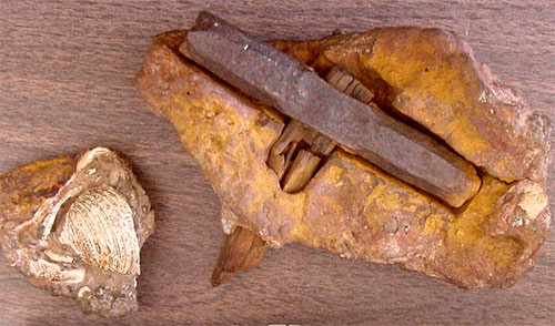 fossil hammer