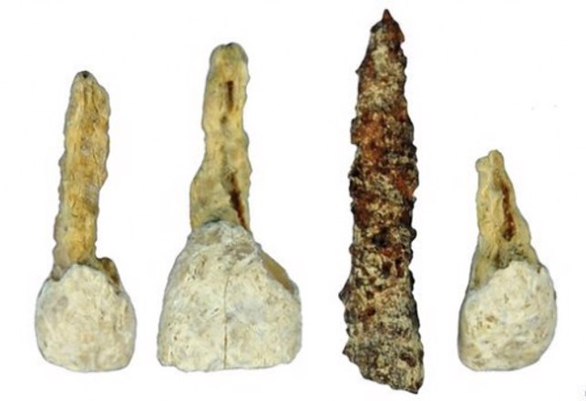 Oldest European False Tooth Found – No Evidence of Flossing