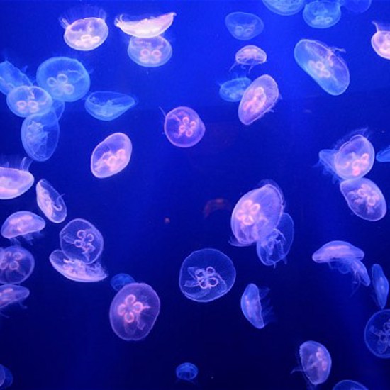 Jellyfish Database Initiative and the New JeDI Masters