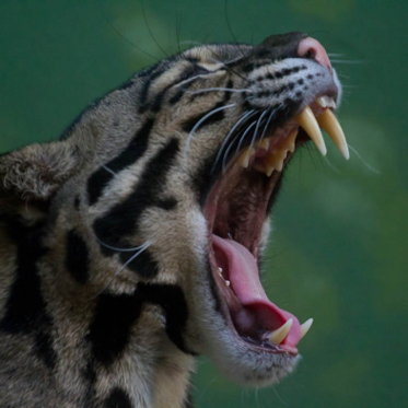 Mystery Big Cats in Japan’s Lost World