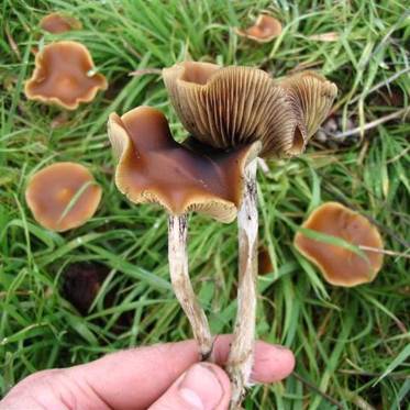 Magic Mushrooms Can Open a Person to More Openness