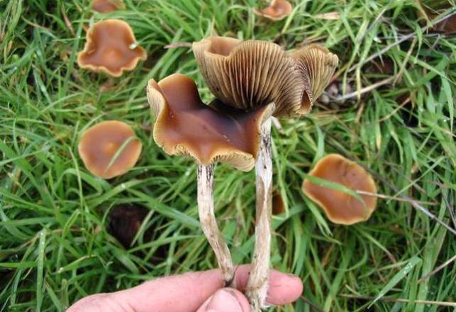 Magic Mushrooms Can Open a Person to More Openness