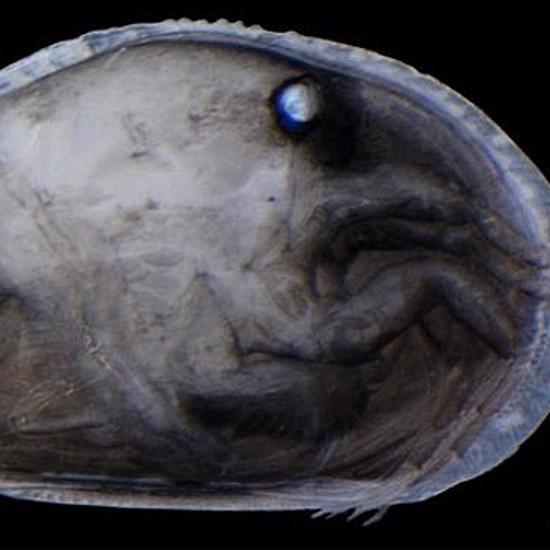 Oxymoron Alert – Giant Sperm From Prehistoric Shrimp Found