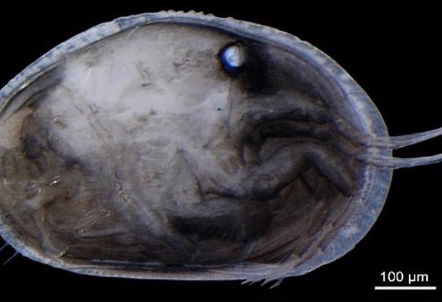 Oxymoron Alert – Giant Sperm From Prehistoric Shrimp Found