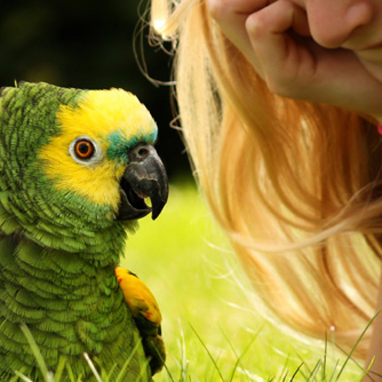 Long Lost Language Spoken Only by Parrots