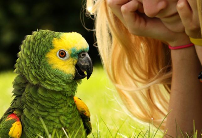 Long Lost Language Spoken Only by Parrots