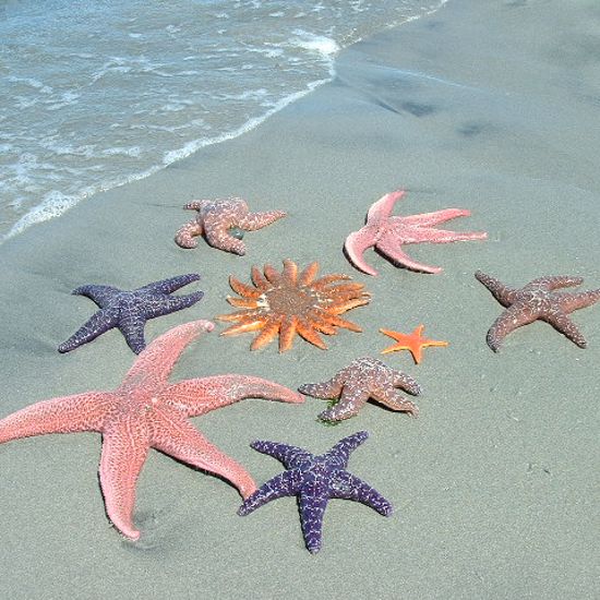 Starfish Are Dying and No One Knows Why