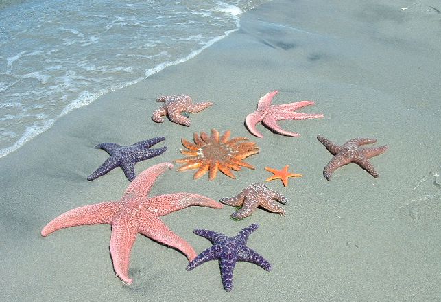 Starfish Are Dying and No One Knows Why