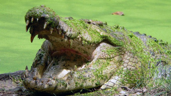 www.safari4less.com-Crocodile