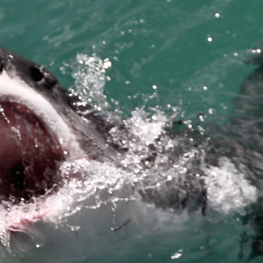 Massive Shark-Eating Creature is Still at Large