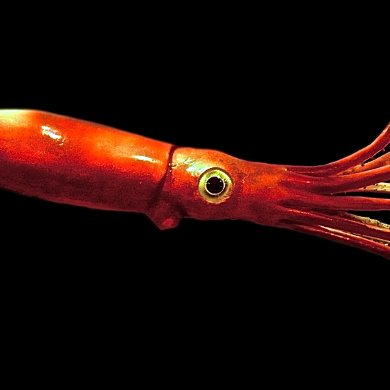 Did a Giant Squid Kill Shark Alpha?