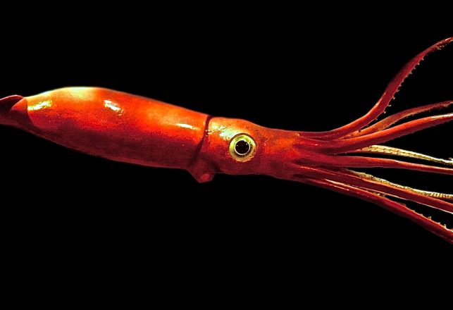 Did a Giant Squid Kill Shark Alpha?