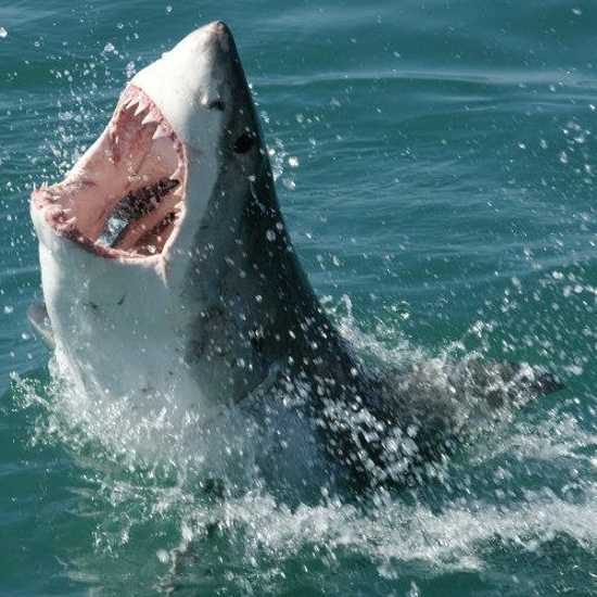 Nine-Foot Great White Shark Eaten by Unknown Sea Creature