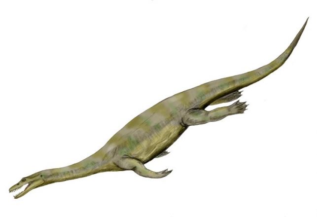 Proof That Nothosaurs Put the “Oar” in Dinosaur