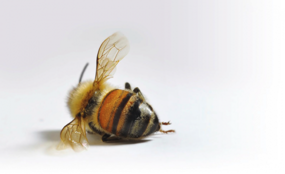 bee decline