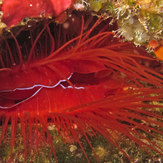 Disco Clam’s Lights Explained – No Bee Gees Involved