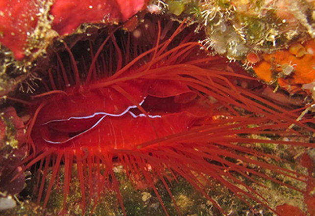 Disco Clam’s Lights Explained – No Bee Gees Involved