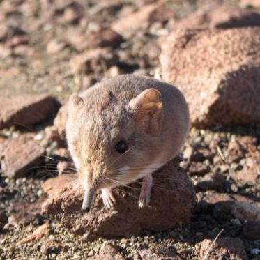 Oxymoronists Cheer Discovery of New Elephant Shrew