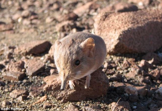 Oxymoronists Cheer Discovery of New Elephant Shrew