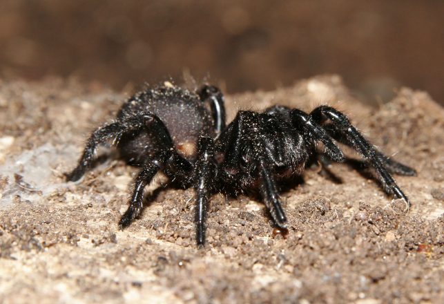 If We Don’t Help the Honeybees, Maybe Venomous Spiders Will