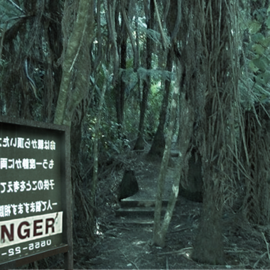 Japan’s Eerie “Forest of the Damned” is a Magnet For Suicides