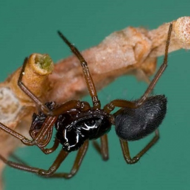 Spiders Use Chastity Belts to Protect Mates from Web-Hoppers