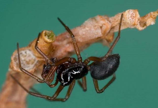 Spiders Use Chastity Belts to Protect Mates from Web-Hoppers