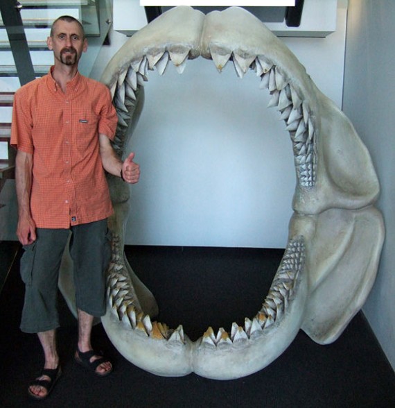 megalodon-picture-man-standing-beside-jaw-and-teeth
