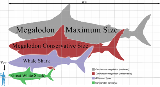 megalodon shark scale 1