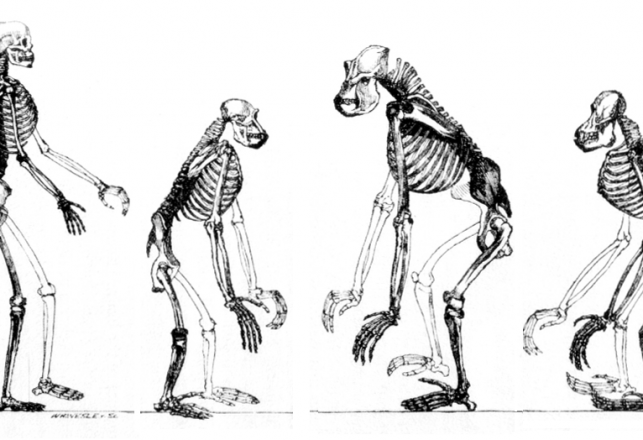 Resurrected Ancient Mutant Molecule Helps Biologists “Time Travel”