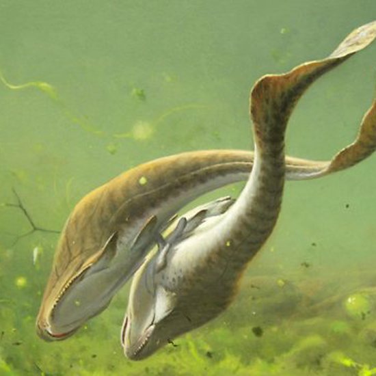 Placoderms Had Legs For Sex and Spawned A New Position